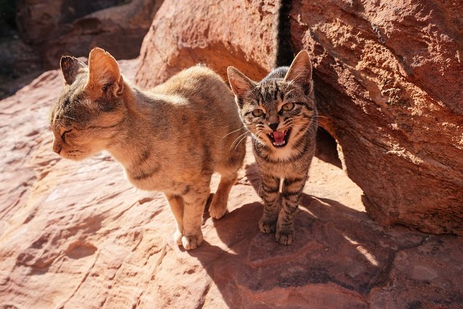 2 Days Tour | Petra, Wadi Rum & Dead Sea | Accommodation included - An air-conditioned tent with a private bathroom