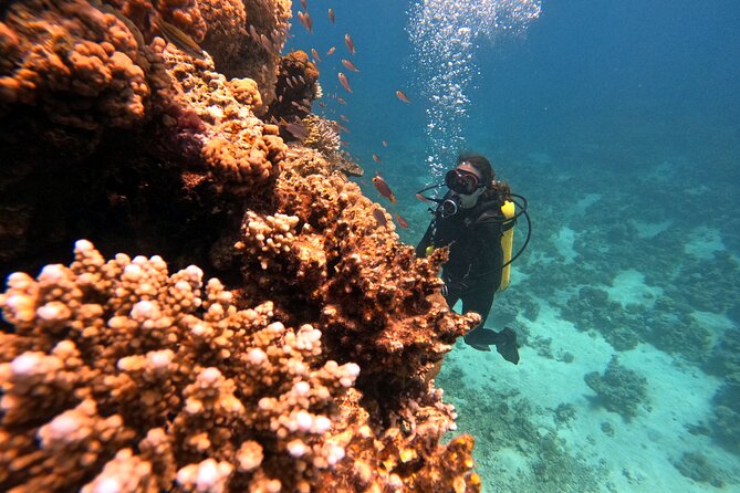 2-Hour Private Scuba Experience in Aqaba - Underwater photos and videos add real value
