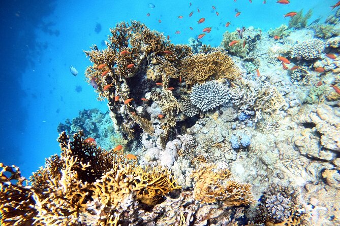 2-Hour Private Scuba Experience in Aqaba - Practical timing, booking, and weather advice