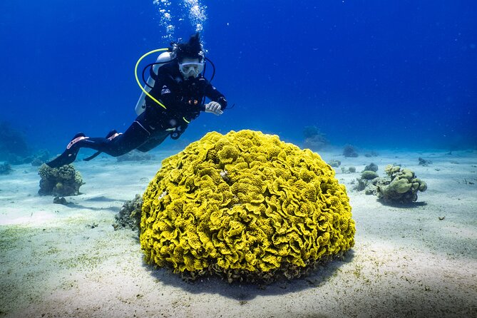 2 To 5 Hours Glass Bottom Boat Private Tour At Read Sea - Price and what you receive for $74.99