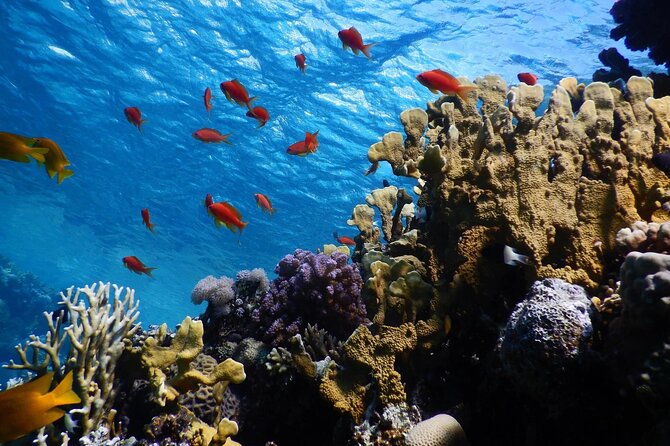 2 To 5 Hours Glass Bottom Boat Private Tour At Read Sea - What happens during the 2 to 5 hour Aqaba outing
