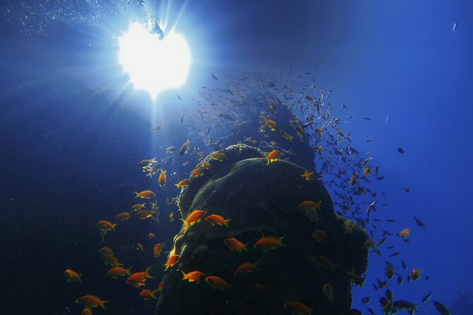 3-Day Open Water Scuba Diving Course in Aqaba - Who should take this Aqaba scuba course?