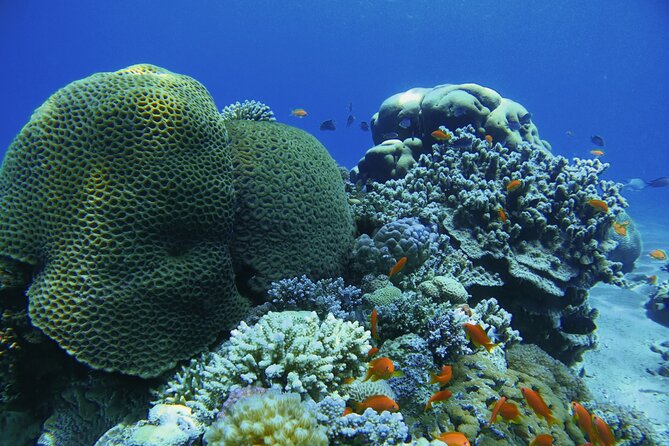 3-Day Open Water Scuba Diving Course in Aqaba - Completing the four open-water sessions in the Red Sea