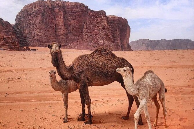 4-Days Tour of Jerash, Petra, Wadi Rum & Dead Sea from Amman - Drivers, guiding, and the private-car advantage