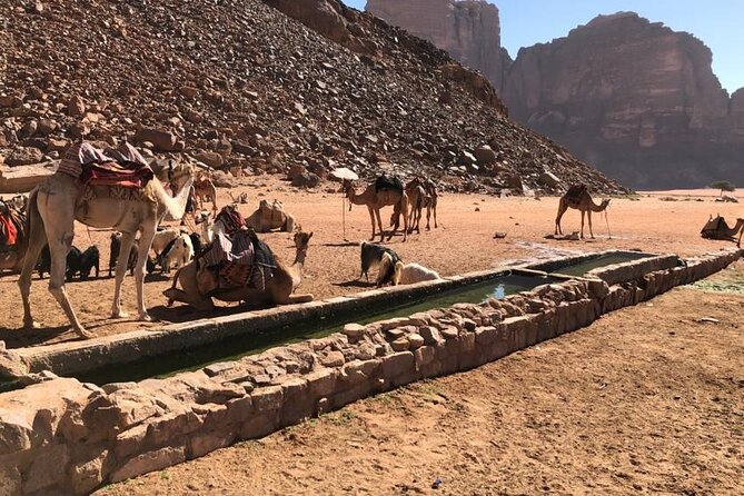 4 Hour Jeep Tour (morning or sunset) - Wadi Rum Desert Highlights - Morning canyon walk or sunset over Wadi Rum