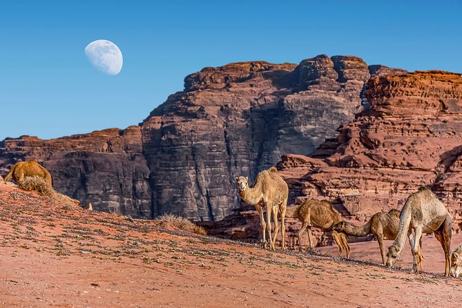 4-Night Jordan Wonders Amman Hotel:Petra,Wadi Rum,Aqaba& Dead Sea - What the tour includes, and what you still pay for