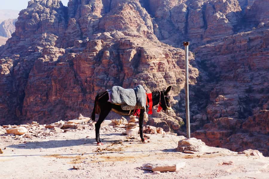 Amman King's Way Day Tour To Petra - Madaba churches and the first 45 minutes