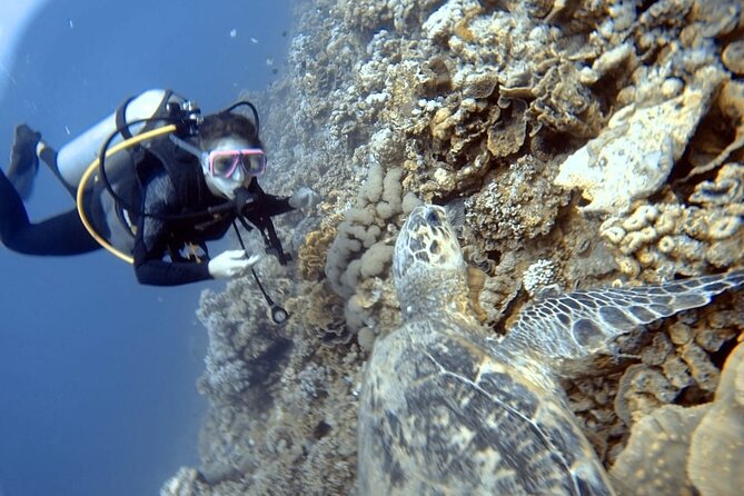 Boat Dive 2 Guided Dives with Lunch Included wreck dive&reef dive - What is included in the $170 price