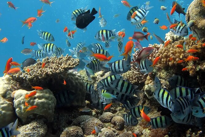 Boat Dive and Snorkeling Experience in Aqaba - Lunch onboard keeps the day simple