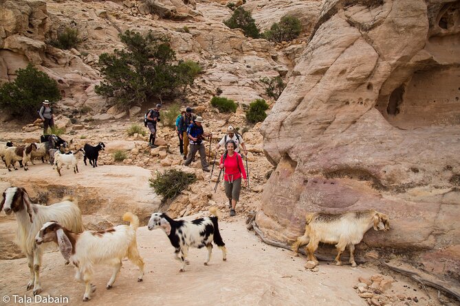 Dana to Petra Trek + Wadi Rum & the Dead Sea - 9 Days - Key points to know before booking