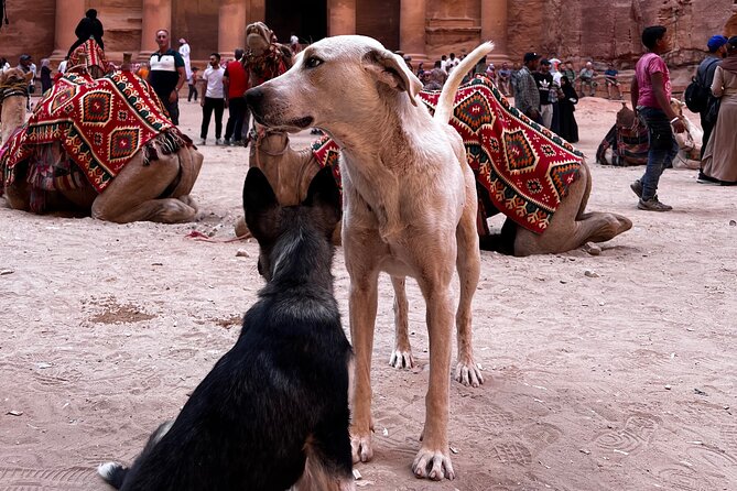 Discover Petra Hidden Gems - The value of a private guide at $125