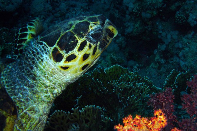 DSD "Discover Scuba Diving" (Min Age 10 Years) - What the Aqaba beginner session is really like