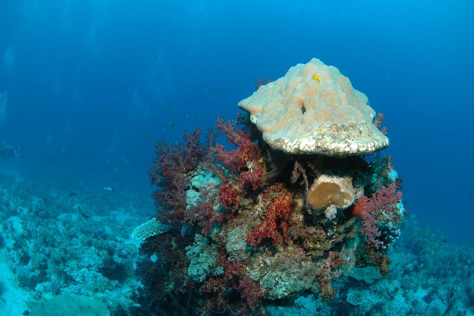 DSD "Discover Scuba Diving" (Min Age 10 Years) - Timing, pickup, and the six-hour schedule