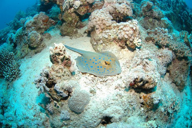 DSD "Discover Scuba Diving" (Min Age 10 Years) - The guided underwater portion in Aqaba