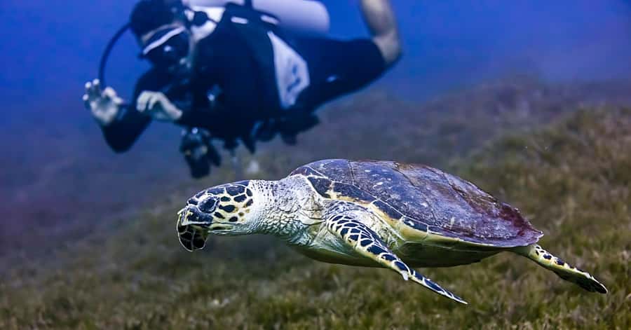 Explore Aqaba's Depths: Scuba Diving Tour, with Hotel Pickup - Why the private instructor changes the experience