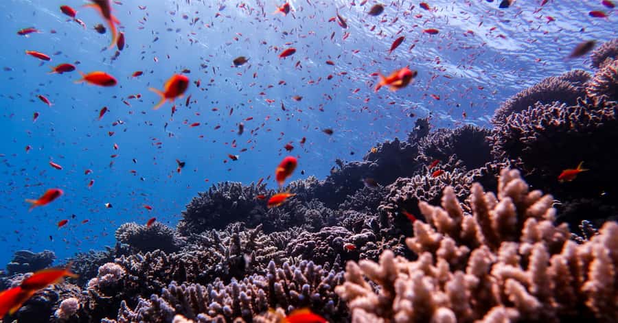 Explore Aqaba's Depths: Scuba Diving Tour, with Hotel Pickup - What the $66 price really includes