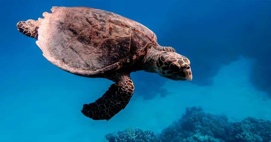 Explore Aqaba's Depths: Scuba Diving Tour, with Hotel Pickup - Who will enjoy this Aqaba scuba session most