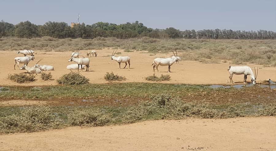From Amman: Desert Castles of Eastern Jordan Tour - What to bring and how to prepare