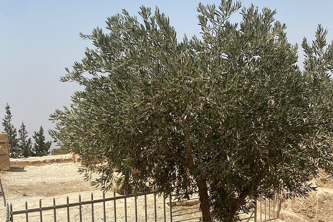 From Amman: Group Day Tour Madaba Mount Nebo & Dead Sea to Amman - Who should book this experience?