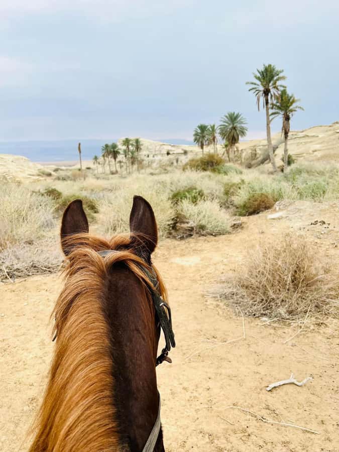 From Amman: Half-Day Tour to Dead Sea - Who should book this Dead Sea outing?