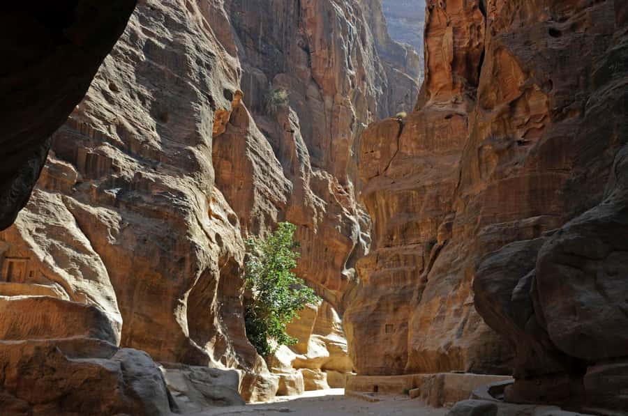 From Amman: Petra and Dead Sea Private Day Tour - Floating at the Dead Sea