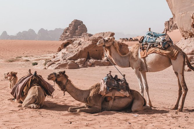 FROM AMMAN | Petra & Wadi Rum in one day | The Jordanian Mappers - Who Will Enjoy This Day Most?