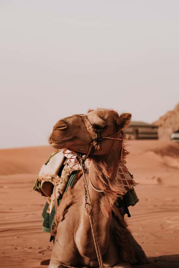From Amman: Private or sharing Petra &Wadi Rum Full day Tour - Why this Petra and Wadi Rum combination works