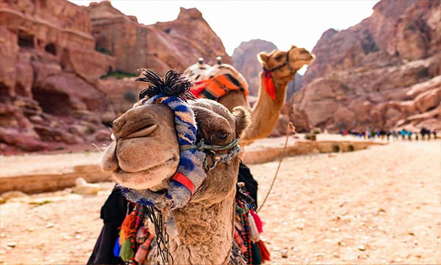 From Amman: Private Petra Day Trip with Guide - Why Petra needs a guide