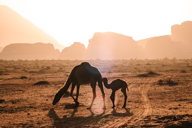 Full day Jeep Tour in Wadi Rum desert - A Bedouin lunch by the fire