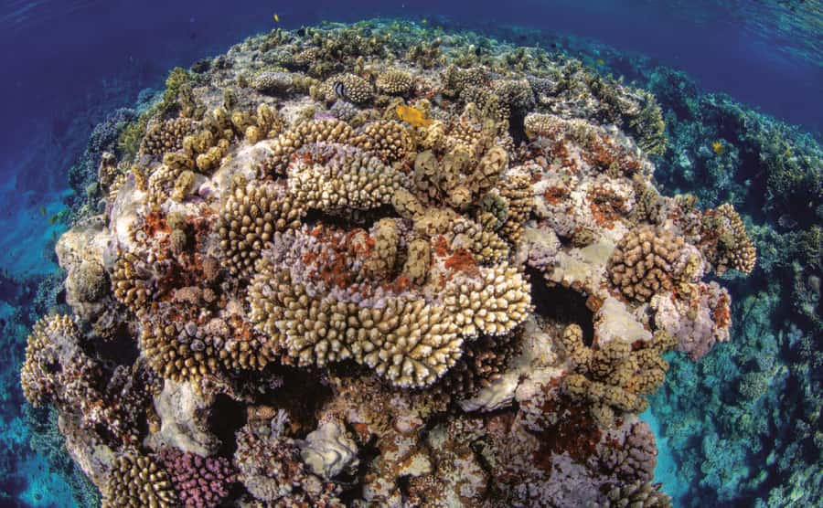 Glass Boat & Snorkeling with day use of Berenice Beach Club - Is the experience good value?