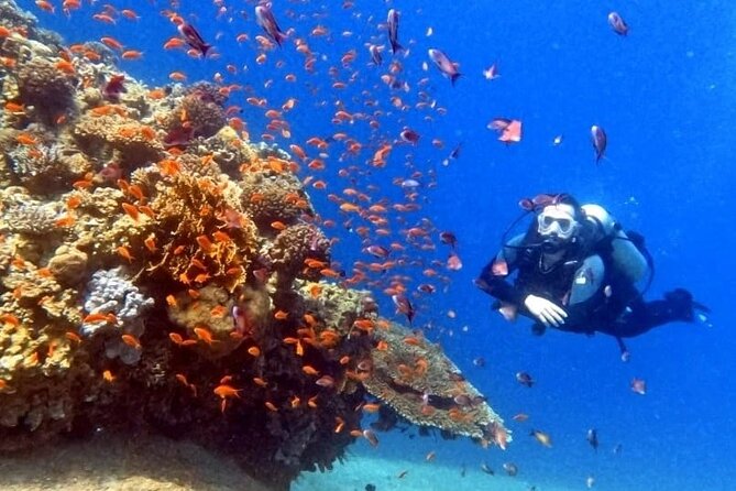 Guided Scuba Diving Adventure in Aqaba - Practical details that can affect your day