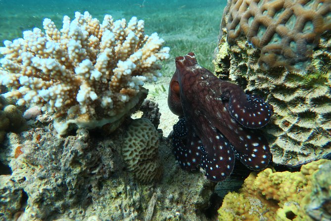 Journey of Diving or Snorkelling from a Boat - Aqaba’s Red Sea from a comfortable boat