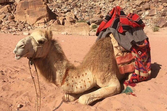One Day Petra & Wadi Rum from Aqaba - Lunch and a practical Petra pause
