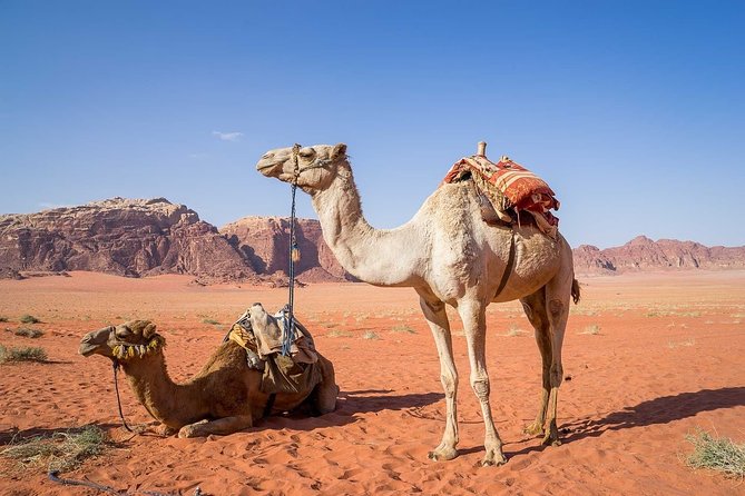 Petra 1 Day Tour from Aqaba - Petra in One Day from Aqaba
