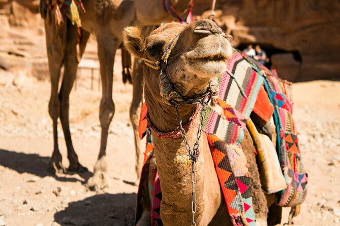 Petra Highlight Tour with Private Guide Sami Nawafleh | 2.5 Hours - What the $120 group price really buys