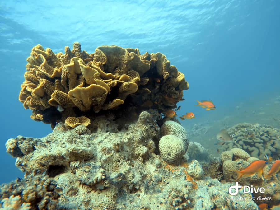 Pivate scuba diving in the Red Sea of Aqaba - Is Aqaba Pro Divers worth booking?