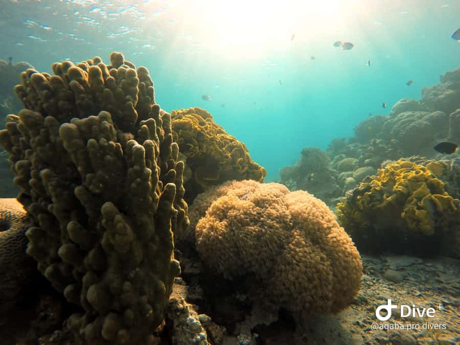 Pivate scuba diving in the Red Sea of Aqaba - What happens before you enter the water