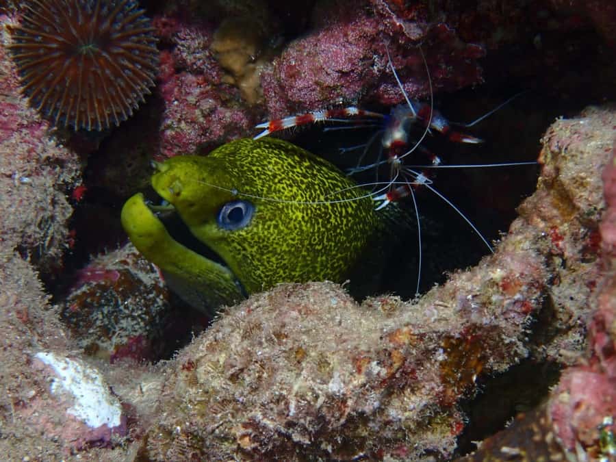Pivate scuba diving in the Red Sea of Aqaba - Practical details before you book