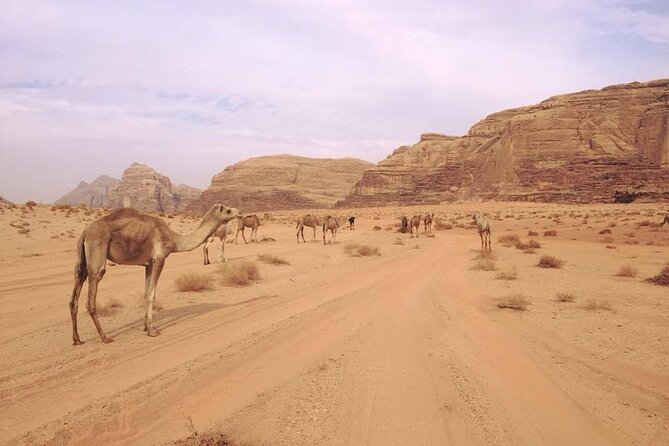 Private 1 Day Wadi Rum Desert Tour - Meeting Hachem in Wadi Rum Village