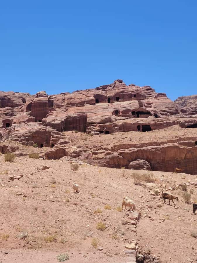 Private 3-Hour Guided Tour of Petra with Hotel Pickup . - Why a private three-hour introduction works at Petra