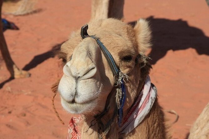 Private 5-Day Guided Tour of Jordan - Petra and the walk through the Siq