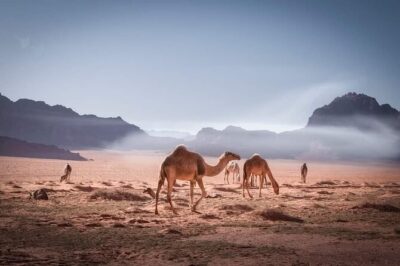 Private 5-Day Tour in Jodan