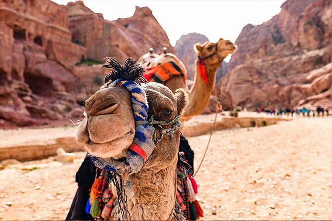 Private Departure Transfer: Petra Hotels to Amman Airport - Comparing the Transfer With Hotel Arrangements