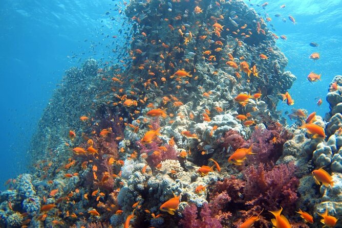 Private Scuba Diving Adventure in the Red Sea of Aqaba - The First Lesson: Skills, Signs, and Shallow Water