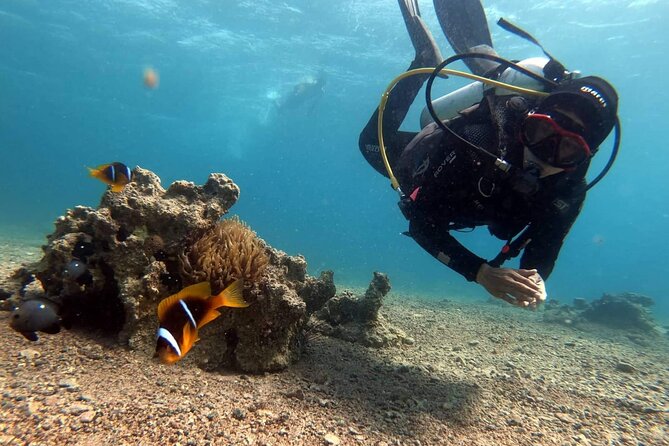 Private Scuba Diving Adventure in the Red Sea of Aqaba - What the $52.34 Price Really Covers