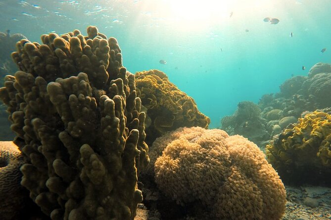 Private Scuba Diving Adventure in the Red Sea of Aqaba - Comfort, Fitness, and Practical Preparation