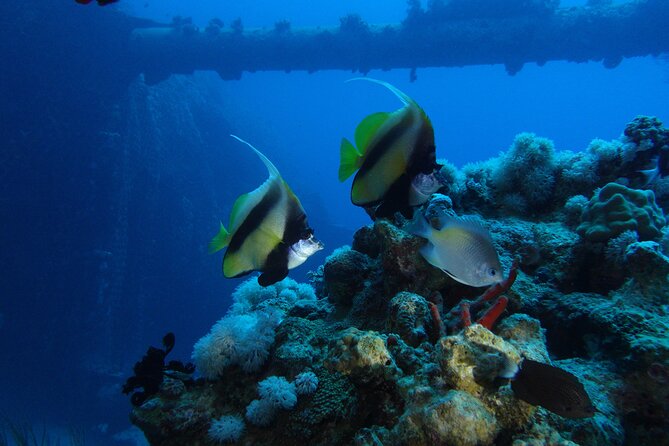 Private Scuba Diving Adventure in the Red Sea of Aqaba - Booking Timing and Cancellation Protection
