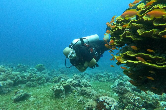 Private Scuba Diving Adventure in the Red Sea of Aqaba - Who Will Get the Most From This Aqaba Activity