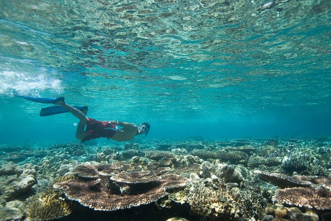 Private Snorkeling Experience in Aqaba Red Sea - Getting comfortable with the mask and snorkel