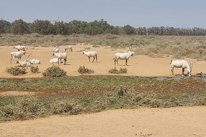 Private Tour of Desert Castles Eastern Jordan with optional Azraq Wetland Visit - Qusayr Amra and its startling frescoes